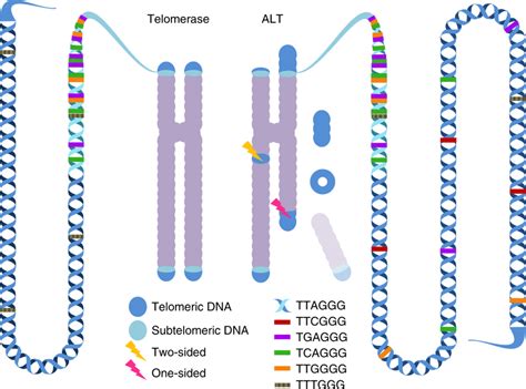 Genomic Footprints Of Telomerase Mediated Telomere Elongation And