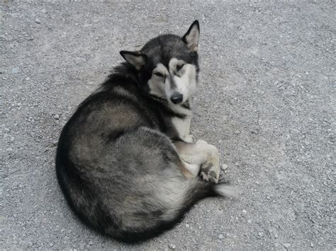 Motivos Para Ter Um Husky Siberiano