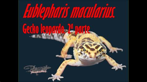 Eublepharis Macularius Gecko Leopardo Dise O Del Terrario Parte Youtube