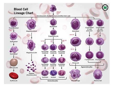 White Blood Cell Lineage