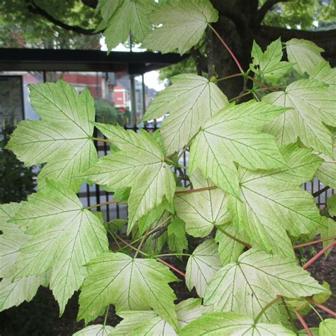 Acer Pseudoplatanus Brilliantissimum In Waterloo Gardens