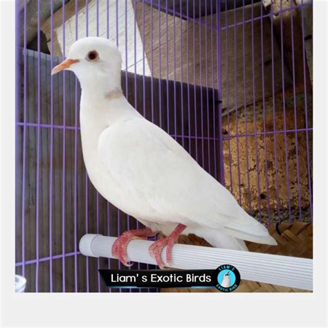 Jual Burung Puter Putih Albino Mata Merah Shopee Indonesia