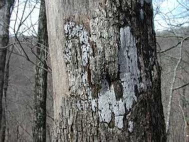 Hypoxylon Canker On Shade Trees