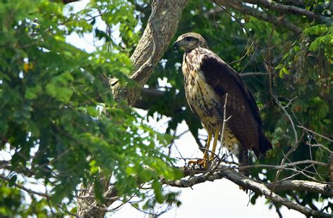 Great Black Hawk Buteogallus Urubitinga Biddeford ME 201 Flickr