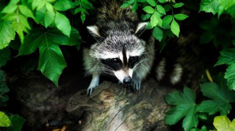 How To Stop Raccoons From Digging Up Lawn Answered