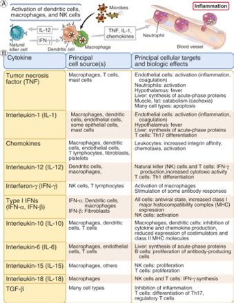 Innate Immunity Flashcards Quizlet