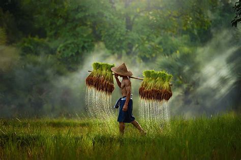 : Thai rice field, rice farm HD wallpaper | Pxfuel