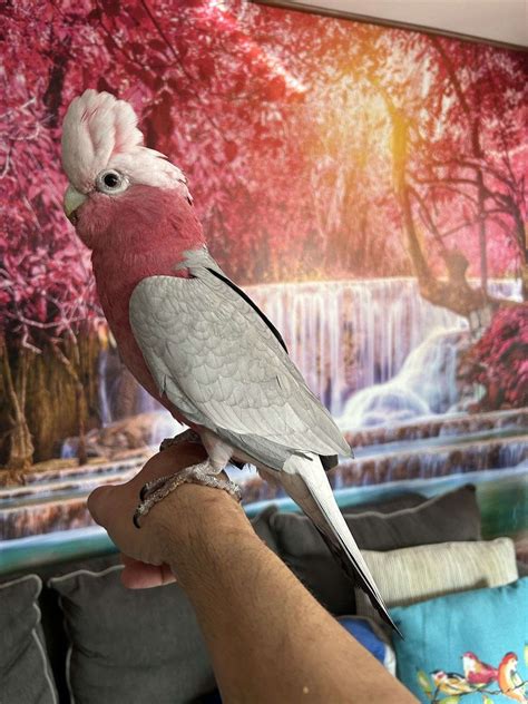 Beautiful Sweet Male Galah Cockatoo