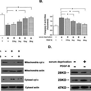 Pdgf B Inhibits Paecs Apoptosis In A Dose Dependent Manner A Pdgf B