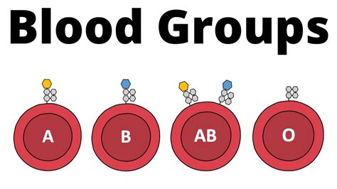 ABO Blood Group System AB0 Blood Types Compatibility Explained