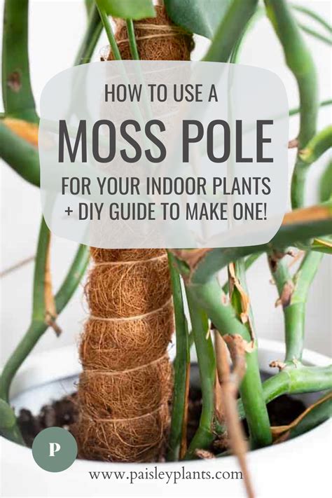 Wondering Which Houseplants Might Need Moss Poles And Why They Are So Beneficial To Their Growth