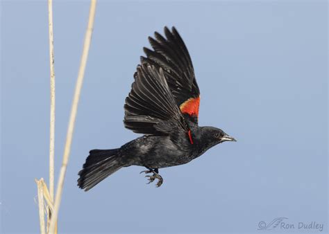 Male Red Winged Blackbird In Flight Feathered Photography