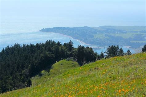 A Grassy Hill With Flowers And Trees On The Hillside Next To The Ocean