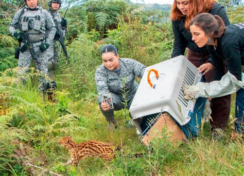 Vuelve A Su Vida Silvestre Un Tigrillo Lanudo Rehabilitado En El Cav De