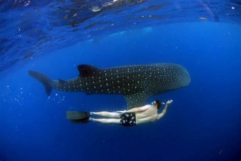 Temporada Del Tibur N Ballena En Holbox Viva Playa