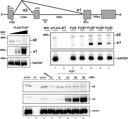 Als Mutations In Tls Fus Disrupt Target Gene Expression