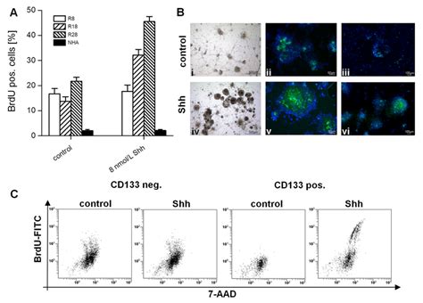 Characterization Of Cd133 And Cd133 Cells From Human Primary