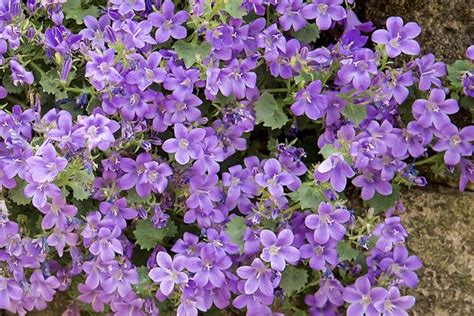 Types Of Purple Flowers With 5 Petals | Best Flower Site