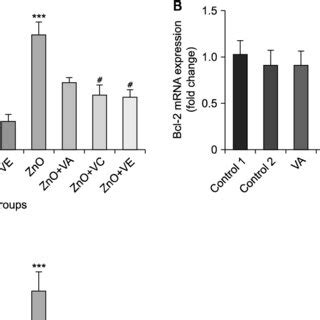 Western Blotting Analysis For Apoptosis Biomarkers Protein Expression