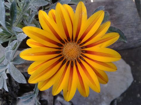 Gazania Yellow Red Flower Gazania Yellow Flower Free Pictures Free