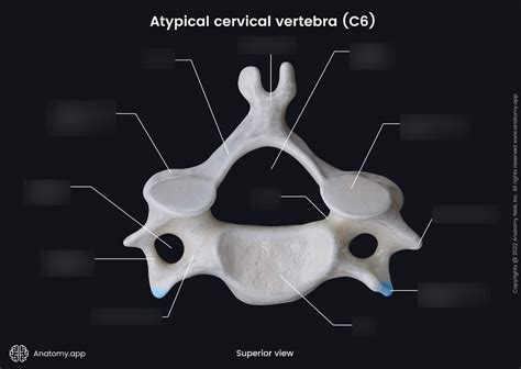 cervical vertebrae (C1-C7) Diagram | Quizlet