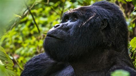 Days Bwindi Gorilla Trekking Lake Bunyonyi Safari Gorila Trekking