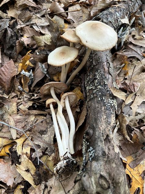 Common Gilled Mushrooms And Allies From Holton In Us On June