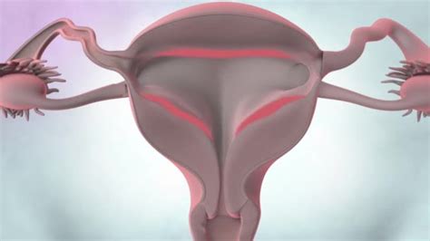 3d Animated Female Reproductive Organ Anatomy — Stock Video © Volkan83