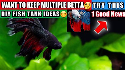 How To Make Cube Betta Tank New Multiple Betta Fish Tank How To