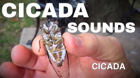 Cicada Sounds On My Patio Were Very Loud Youtube