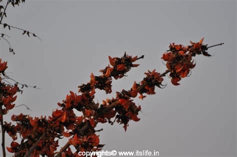 Palash Tree | Butea Monosperma | Dhak | Bastard Teak Tree