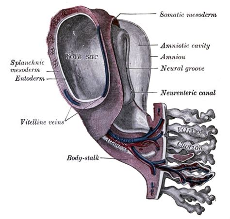 Bgda Practical Placenta Villi Development Embryology