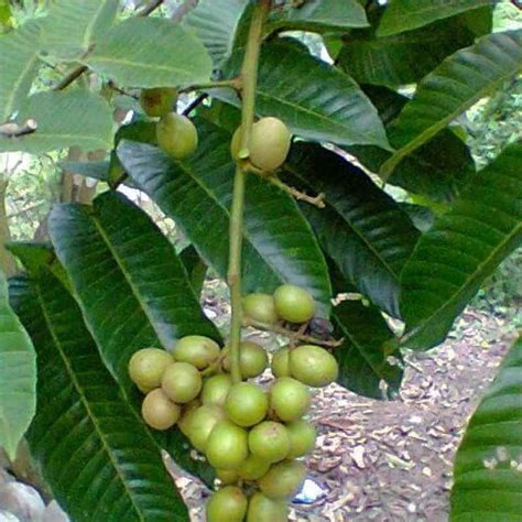 Jual Bibit Tanaman Buah Matoa Di Seller Agro Bibit Kab Kediri Jawa