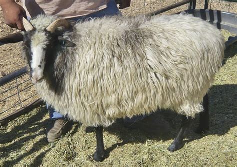 Navajo-Churro Sheep | Cunnington Farms