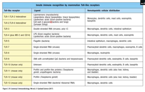 2 Inflammation And Innate Immunity Flashcards Quizlet