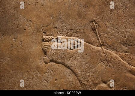 Hunting Mesopotamia Lion Relief Injured Lioness Neo Assyrians