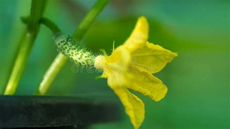 Pepino De Planta Joven Con Flores Amarillas Gramosa Macro De Cierre De