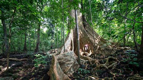 Formas De Ayudar A Salvar La Selva Tropical