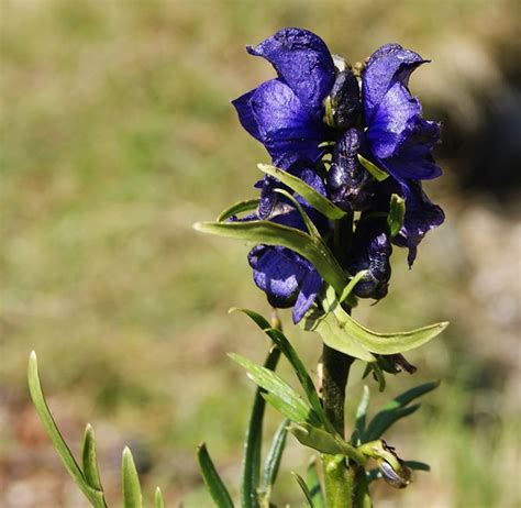 Blauer Eisenhut Aconitum Napellus Ngidn Flickr