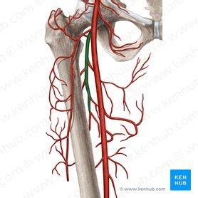 Cruciate anastomosis: Origin, location, mnemonic,function | Kenhub