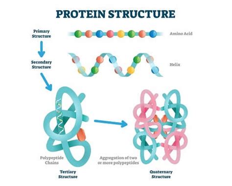 Enzymes Structure