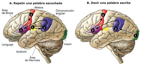 Cerebro Blog De Biología