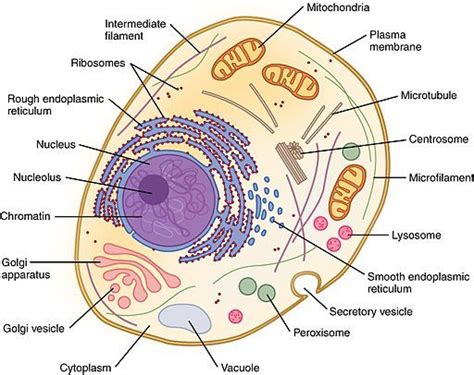 Animal cell vesicle function