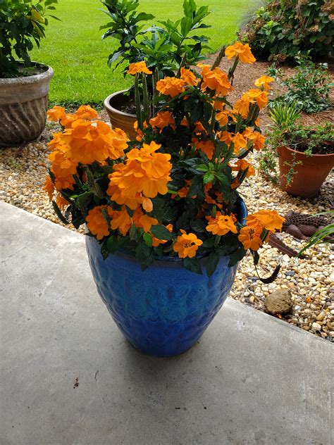 Plant of the Week: Crossandra | Gardening in the Panhandle