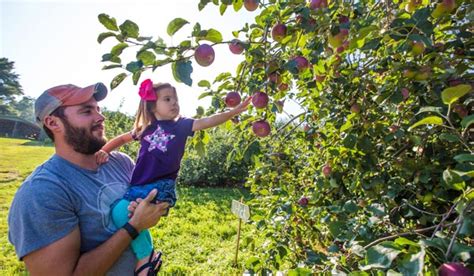 Apple Farm Orchards Near Asheville And Hendersonville