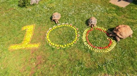 Paignton Zoos Longest Living Residents Celebrate Centenary • Paignton Zoo