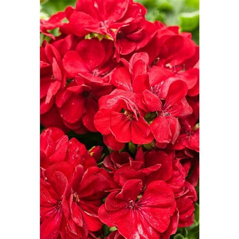 PROVEN WINNERS 4 25 In Grande Boldly Dark Red Geranium Pelargonium