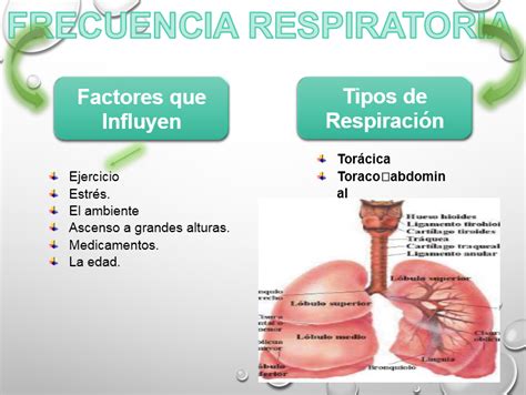 Infogarnuz Frecuencia Respiratoria Resumen Y Diapositivas