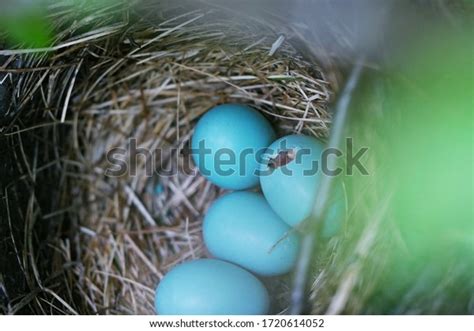 Best Eastern Bluebird Eggs Nest Royalty-Free Images, Stock Photos ...