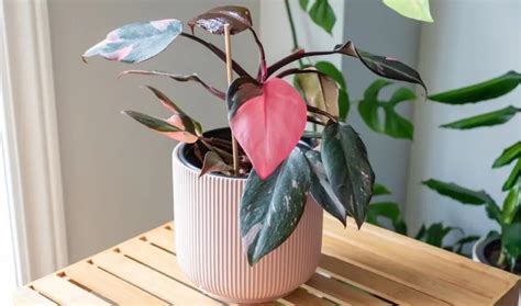how to take care of pink princess philodendron